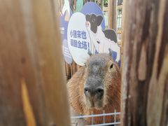 -昆明动物园