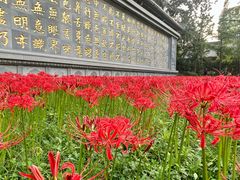 -西安大兴善寺