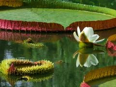 -国家植物园南园