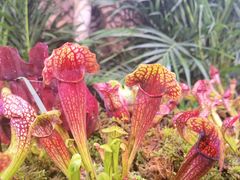 -正佳雨林生态植物园