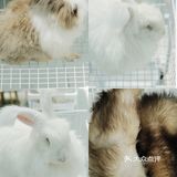 第一次见到这么大的🐰安哥拉兔/完全抱不动