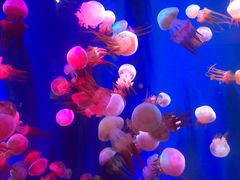 -成都浩海立方海洋公园