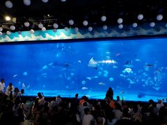 -烟台海昌鲸鲨海洋公园