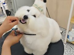 -momokira米努特·德文卷毛猫·棉花面纱犬