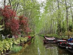 -合肥滨湖国家森林公园