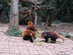 -成都大熊猫繁育研究基地
