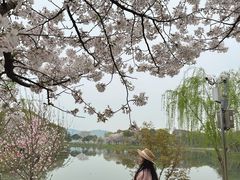 -无锡蠡湖国家湿地公园-蠡园