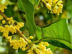 -亭林园-华藏寺