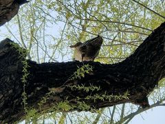 -北京西山国家森林公园