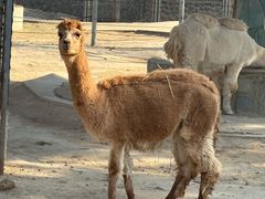 -石家庄市动物园