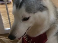 -Husky Go! 哈士奇体验馆·宠物咖啡厅狗咖