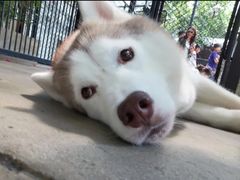 -TrueLove @ Neverland (Husky Cafe)