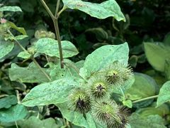 -黑龙江省森林植物园