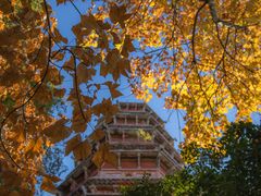 -武汉大学-樱园