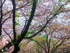 -武汉大学-樱园