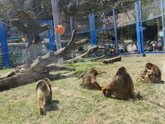 -大连森林动物园