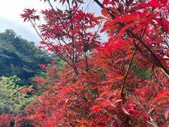 -广州市帽峰山景区