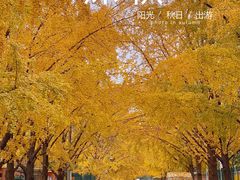 -三里屯东五街银杏大道
