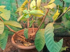 -上海大自然野生昆虫馆(东方明珠·爬宠昆虫探索中心)