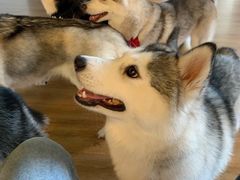 -Husky Go! 哈士奇体验馆·宠物咖啡厅狗咖