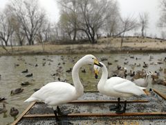 -盐城丹顶鹤湿地生态旅游区