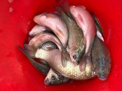 -天目湖刘老四农庄