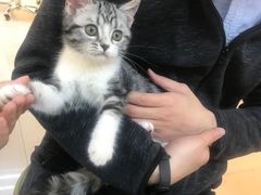 -lincat·猫舍(广州店)