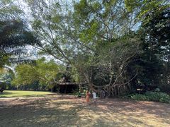 -中国科学院西双版纳热带植物园