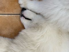 -Let's go狗咖·猫咖·奶狗·桌游(春熙路IFS店)
