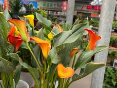 -李村大集