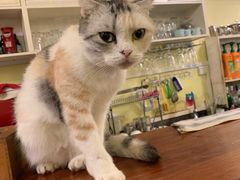 -猫色咖啡·猫咖