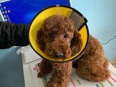 -瑞派福兴宠物医院犬猫全科·骨科·中西医结合(河东店)