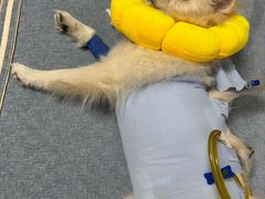 -米苏动物医院·犬猫专科·骨科外科内窥镜