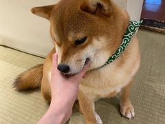 -逗柴咖啡屋·狗咖猫咖宠物桌游