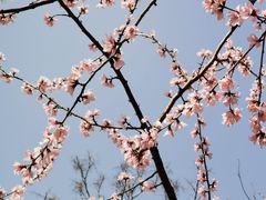 -桃花堤公园