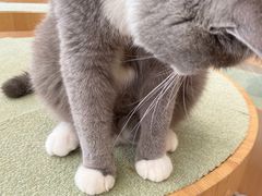 -CAT’S MEWSTAR CAFE·喵星球猫屋(晴湾咖啡店)