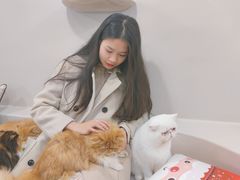 -More Fun猫咖 二十只万元加菲主题