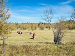 -塞罕坝国家级自然保护区