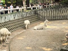 -成都动物园