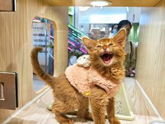 -屋虎猫馆(宝安大仟里店)
