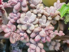 -双季花艺园艺市场(浦东店)