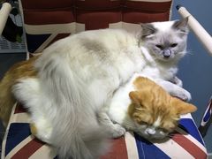 -喵的天空名猫咖啡馆·撸猫·猫舍·用品