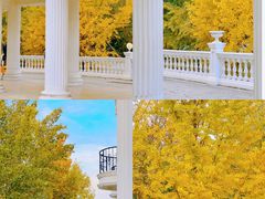 -三里屯东五街银杏大道