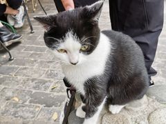 -喵屿·大理花园猫咖