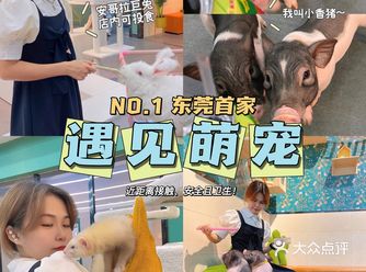 人均50多就可以撸它们️东莞首家遇见萌宠来啦️