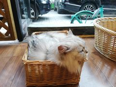 -猫友咖啡店(玉林西路店)