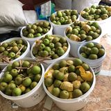 新鲜的葡萄🍇翠冠梨🍐