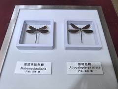 -上海昆虫博物馆