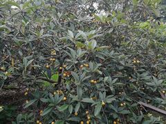 -塘栖枇杷特色园区