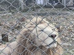 -合肥野生动物园